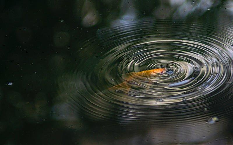 How Would You Create a Low-Maintenance Pond? - AllPondSolutions