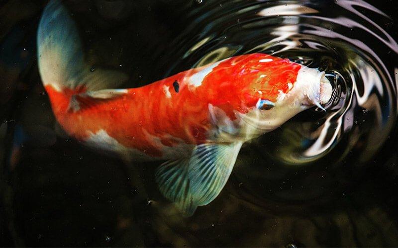 Koi Friendly Feeding Tips - AllPondSolutions