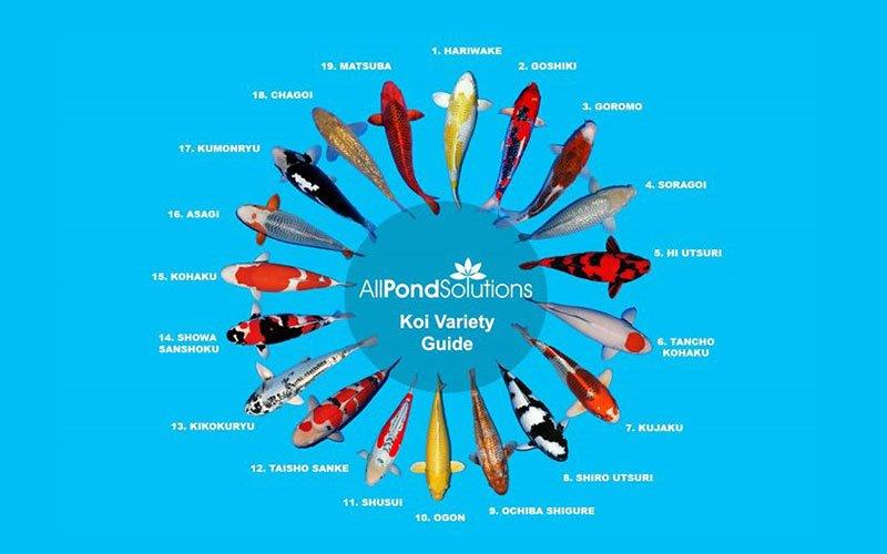 Koi Varieties: A Beginner‚Äôs  Guide - AllPondSolutions