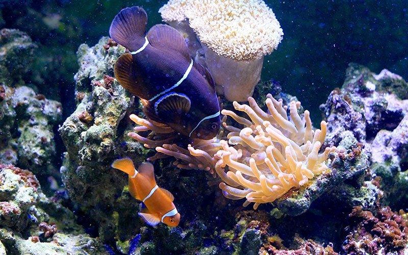 New marine fish online at All Pond Solutions AllPondSolutions