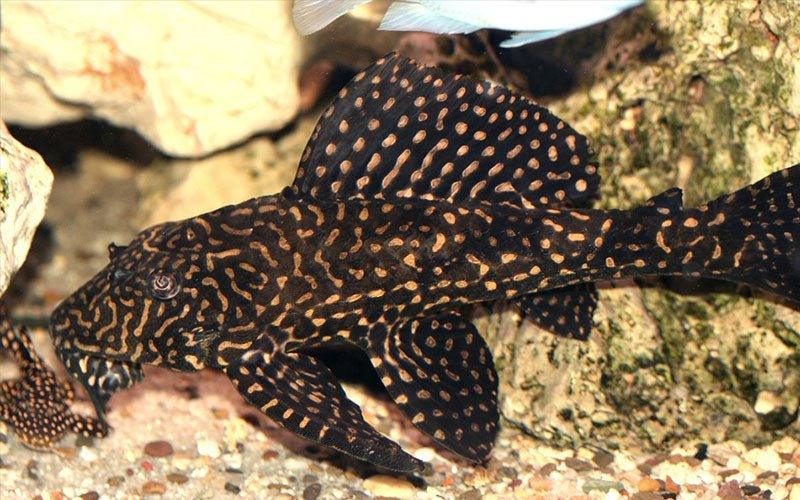 Pleco Fish L-number history and the best L-Pleco for your Tank - AllPondSolutions