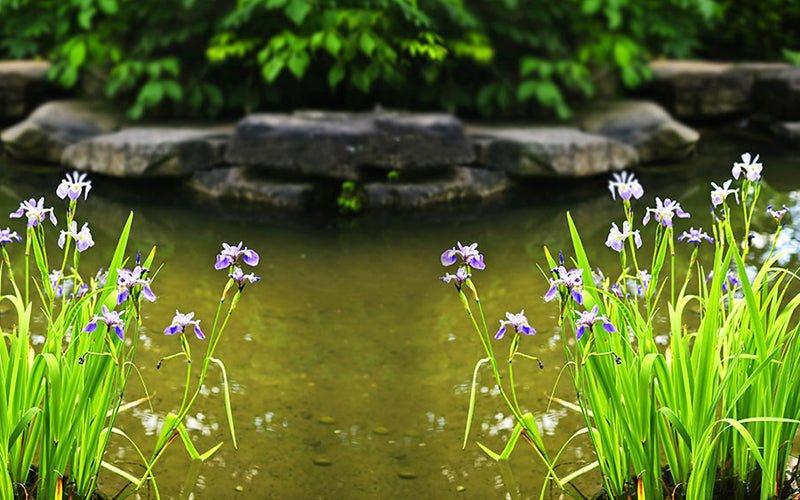 Pond Essentials You Need Before Spring Arrives - AllPondSolutions