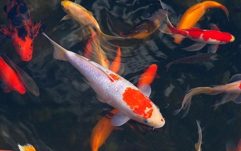 Pond Liners and Underlay: 4 Key Facts - AllPondSolutions