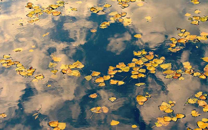 Pond Must Haves This Autumn