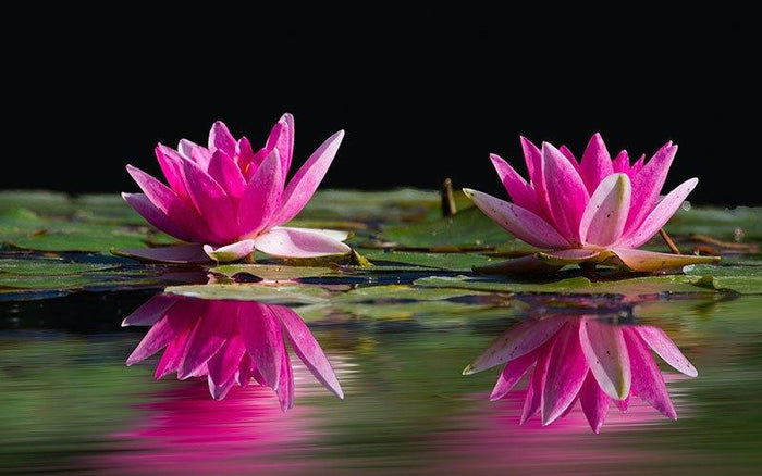 Pond Plant Varieties and Advice