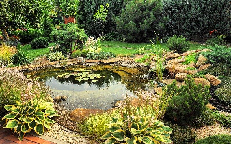 Seasonal Tips for Your Pond in August  / September - AllPondSolutions