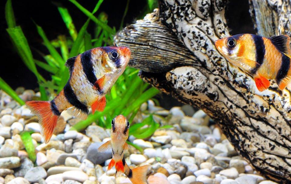 The Benefits of Frozen Fish Food - AllPondSolutions