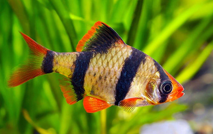 The benefits of owning a fish tank