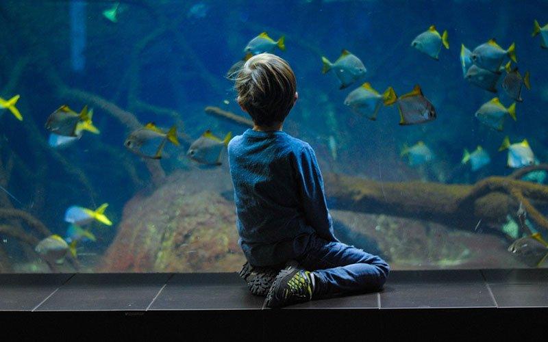 The Best Aquariums for kids and what Suitable fish to Keep - AllPondSolutions