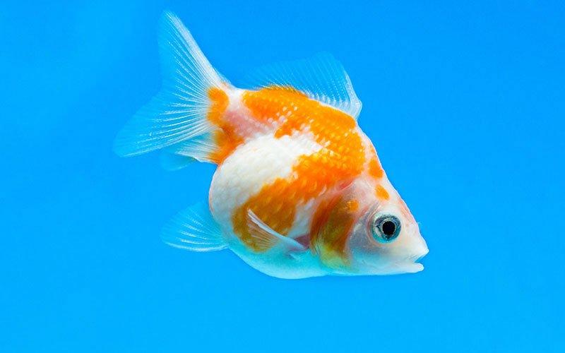 The Different Types of Goldfish - AllPondSolutions