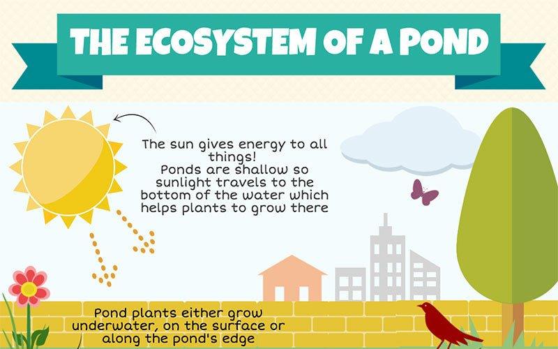 The Ecosystem of a Pond - AllPondSolutions