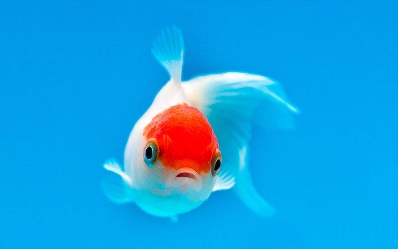 The Fish Files : Goldfish - AllPondSolutions