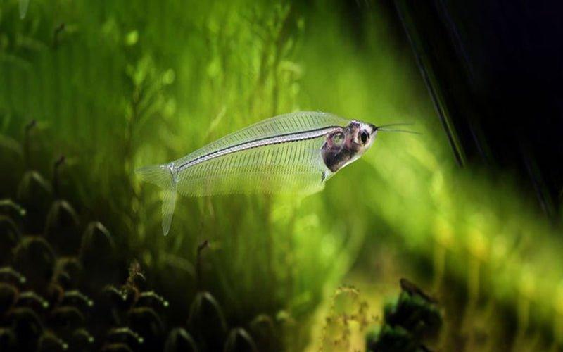 The Fish Files: Kryptopterus vitreolus - AllPondSolutions