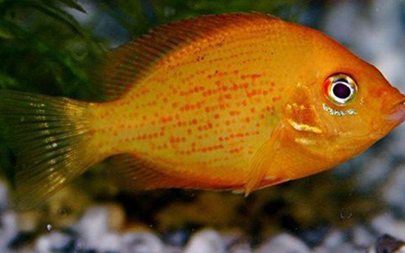 The Fish Files: Orange Chromide Cichlids - AllPondSolutions