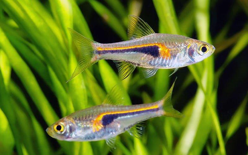 The Household Toxins That Could Harm Your Fish - AllPondSolutions