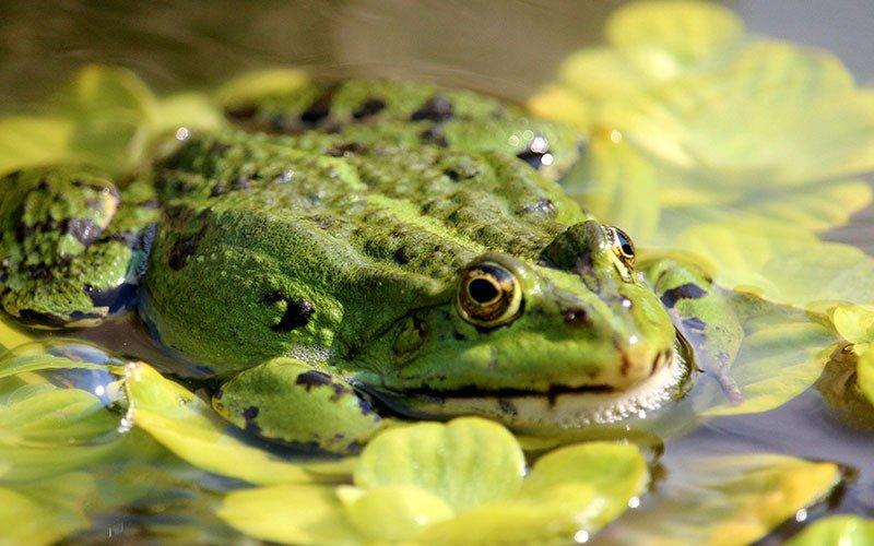 The Lifecycle of a Frog - AllPondSolutions