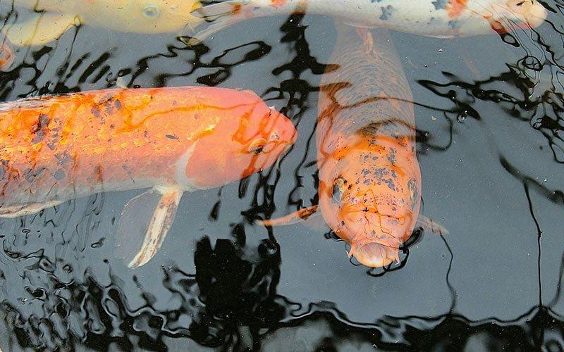 The Start of the Koi Season is here! - AllPondSolutions