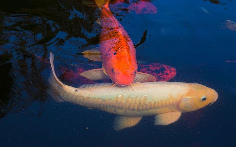 The Ultimate Koi Carp Glossary Guide - AllPondSolutions