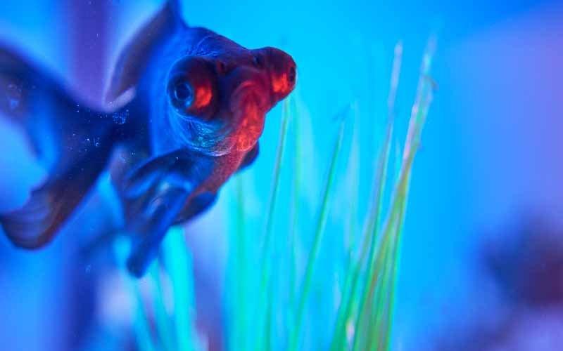 Tiny Fish for Tiny Tanks - AllPondSolutions