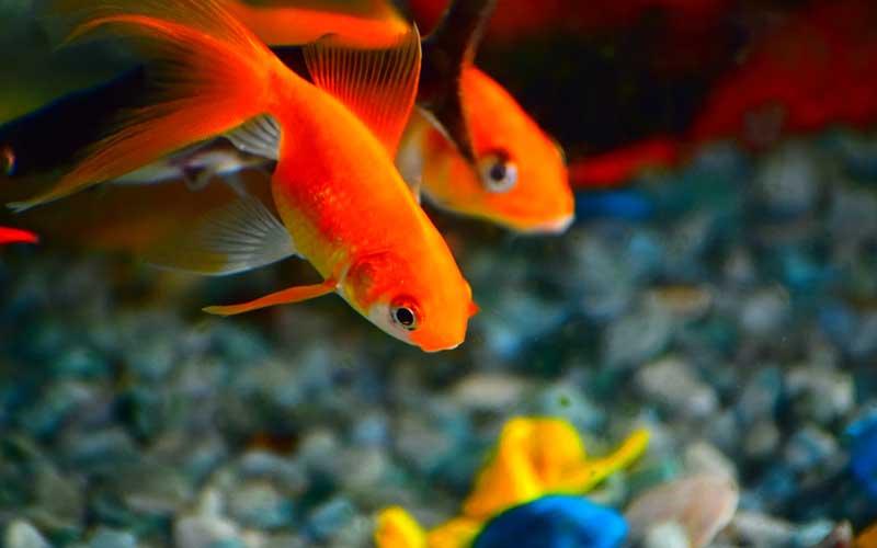 Golden Color Fish Top 10 Goldfish Varieties - A beginner’s guide to Goldfish ...