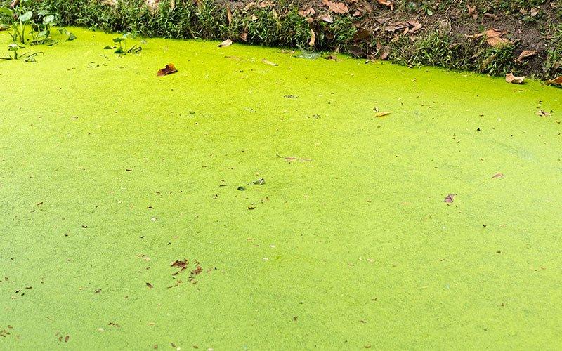 UV Sterilisers : Your Weapon in the Battle Against Algae - AllPondSolutions