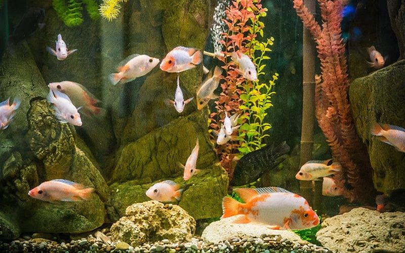 What Causes pH Changes in and Aquarium - AllPondSolutions