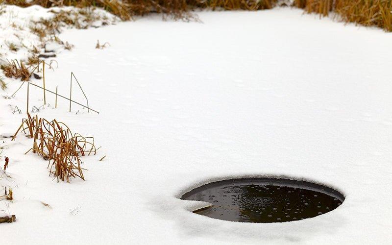 What Happens to Fish in Ponds Over Winter? - AllPondSolutions