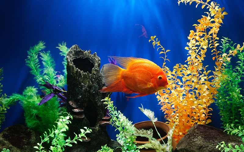 What Is the Best Size Aquarium for a Beginner? - AllPondSolutions