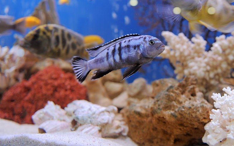 What's on the Menu? Finding the Perfect Food for Your Fish - AllPondSolutions