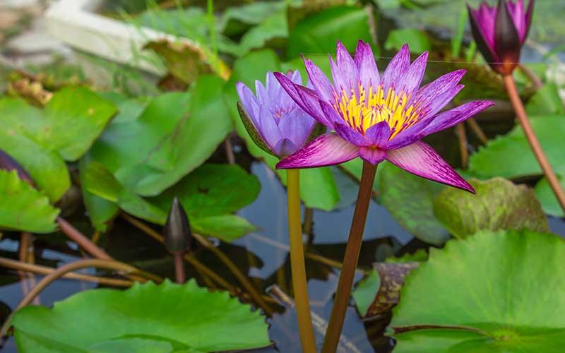 When should I start planting in my pond? - AllPondSolutions