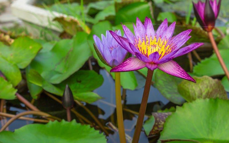 Which Pond Plants Should I Choose for My Pond? - AllPondSolutions