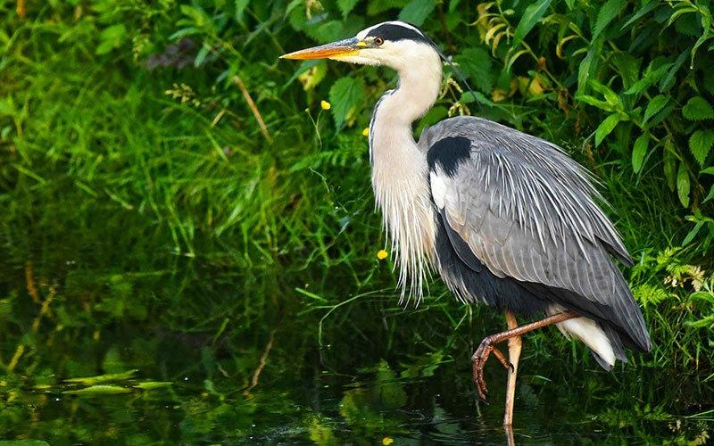 Who's Hunting in My Pond? - AllPondSolutions