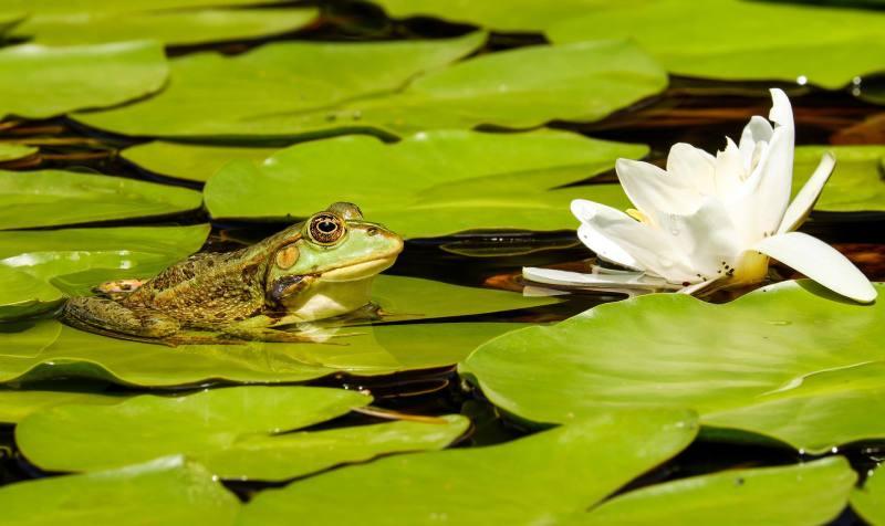 Wildlife Ponds - Frequently Asked Questions - AllPondSolutions