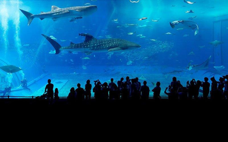 World Wonders: 5 Aquariums You Must Visit Before You Die - AllPondSolutions