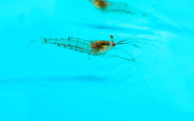 Your Guide to Keeping Tropical Shrimp - AllPondSolutions