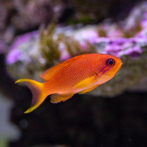Anthyus Fish Anthias Fish For Sale Online – AllPondSolutions
