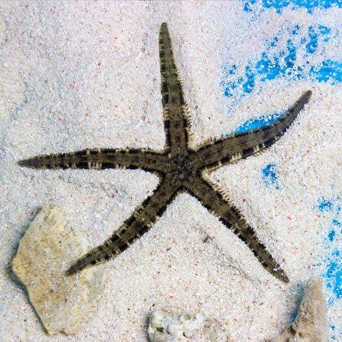 Marine Starfish For Sale Online – AllPondSolutions