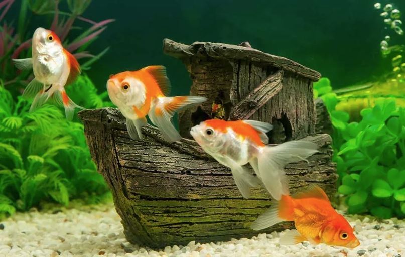 Fishkeeping Advice – AllPondSolutions