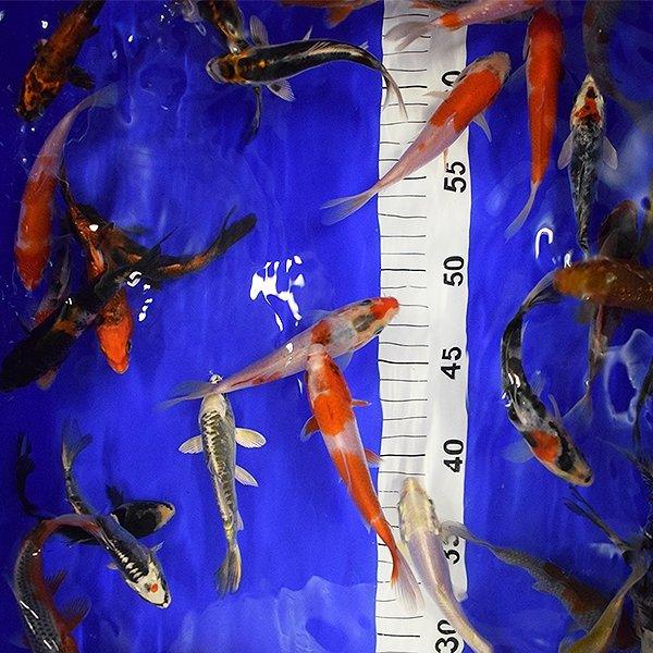 10 x 4-5" Koi - AllPondSolutions