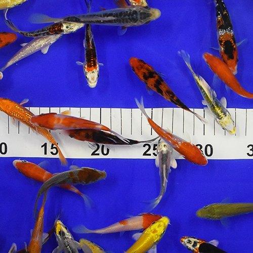 100 x 3-4" Koi - AllPondSolutions