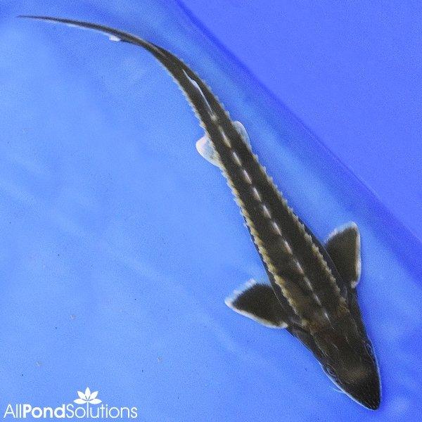 1x 15-20cm Diamond Sturgeon - Acipenser gueldenstaedtii - AllPondSolutions