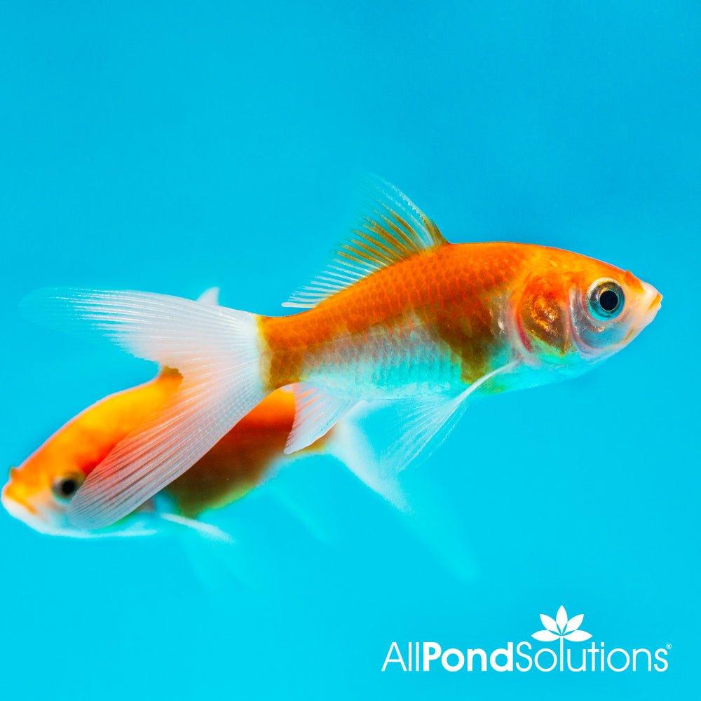 2 - 3" Sarasa Comets - Carassius auratus - AllPondSolutions