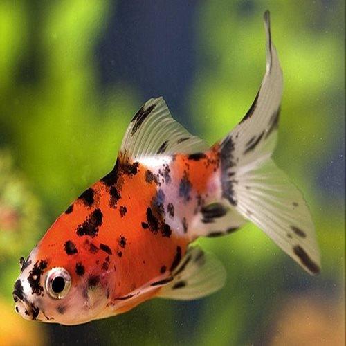 2-3" Shubunkin - Carassius auratus - AllPondSolutions