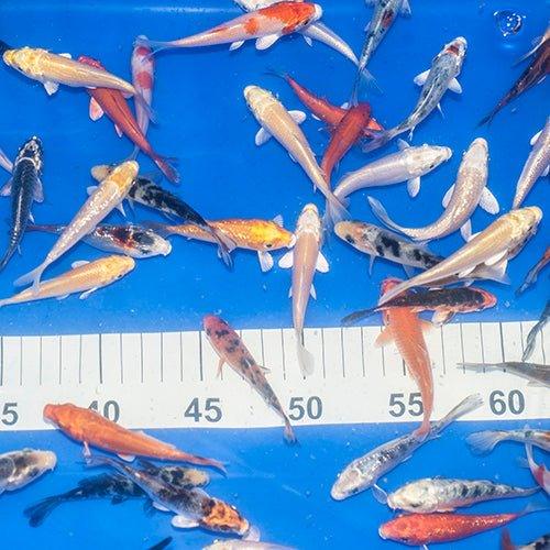 50 x 2-3" Koi - AllPondSolutions
