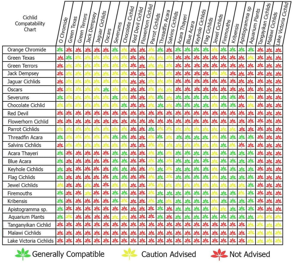 Acara Thayeri - Laetacara Thayeri - AllPondSolutions