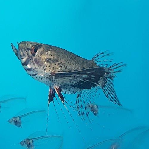 African Butterfly Fish - Pantodon Buchholzi - AllPondSolutions