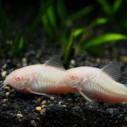 Albino Corydoras - Corydoras aeneus - AllPondSolutions