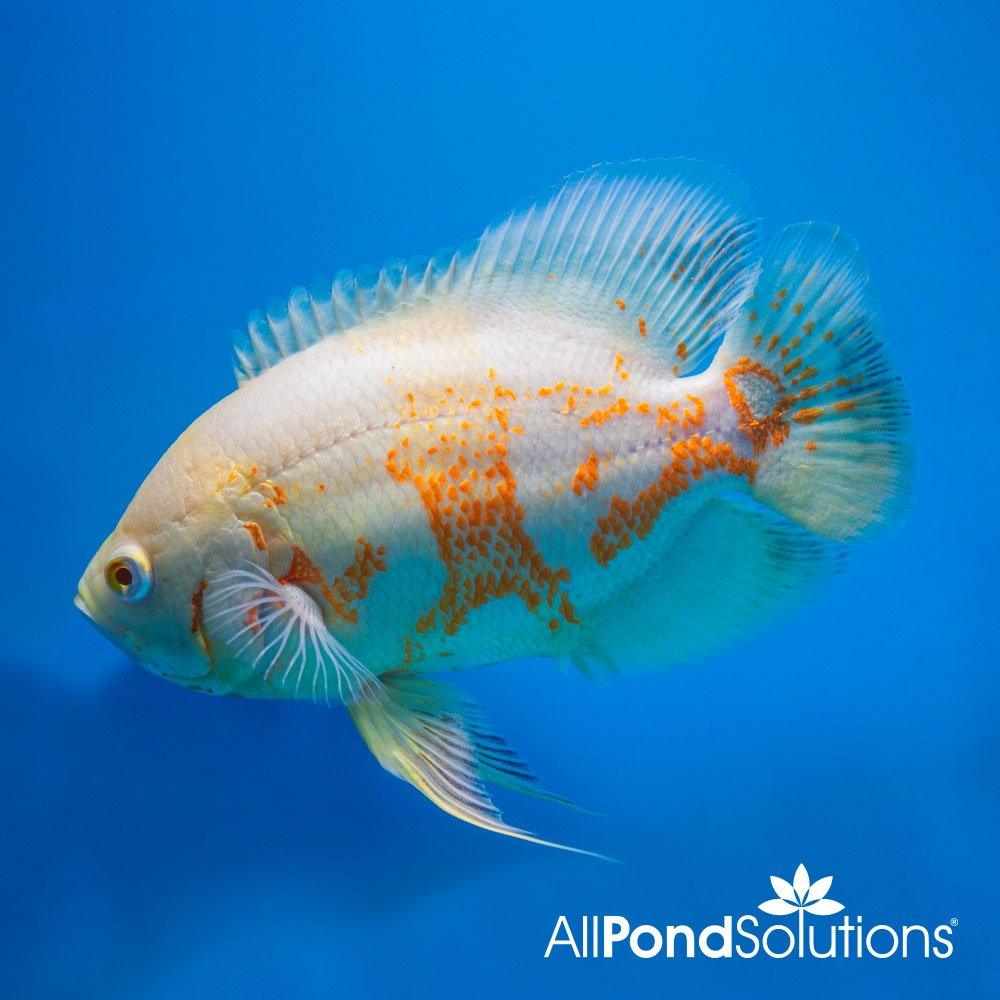 Albino Oscars - Astronotus Ocellatus - 12-14cm - AllPondSolutions