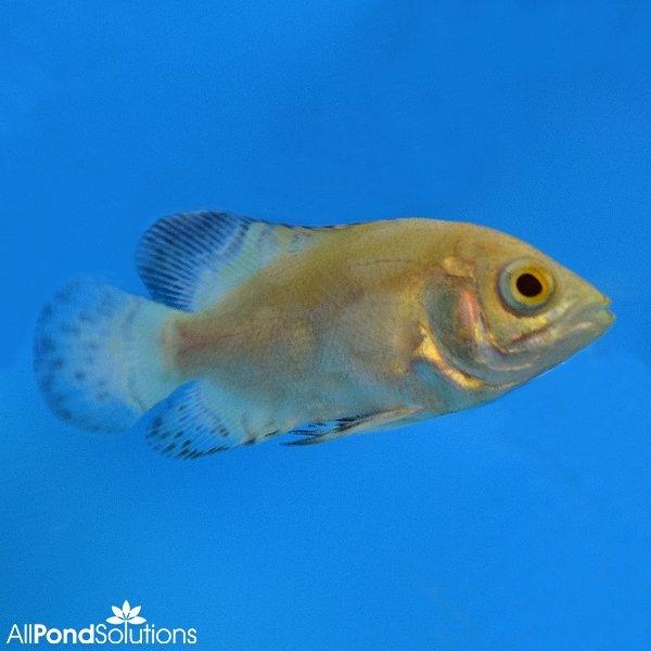 Albino Oscars - Astronotus Ocellatus - 4-5cm - AllPondSolutions