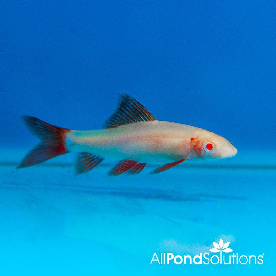 Albino Shark - Epalzeorhynchos frenatum - AllPondSolutions